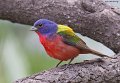 _3SB3350 painted bunting